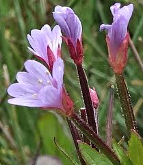 Image result for Epilobium
