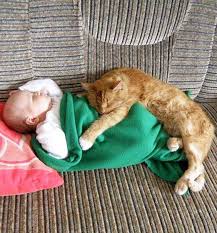 Cat Snuggles With Human Baby Video Kedi Kedi Esprileri Kediler Ve Yavrulari