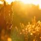 Horse-Guided Mindfulness Experience: A Peaceful... event in Marble Falls, TX