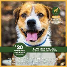 Why go to a dog breeder. 20 Dog Adoption Special Animal Defense League Of Texas San Antonio Animal Defense League Of Texas San Antonio