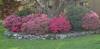 How To Plant Container Azaleas And Other Shrubs Today S Homeowner Plants Azalea Shrub Azalea Bush