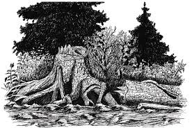 Tree Stump Drawing By Silver Fox September 2, 2020 by megan. tree stump by silver fox