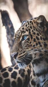 Download Animal Wallpaper By Perfumevanilla C7 Free On Zedge Now Browse Millions Of Popular Wild Wallpa Jaguar Pictures Leopard Pictures Animal Wallpaper