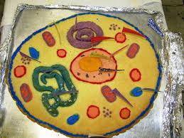 How to make edible animal cell cookie cake. 13 City Cell Project Cookie Cakes Photo Plant Cell Cookie Cake Edible Cookie Animal Cell Project And Cookie Cake Plant Cell Project Snackncake