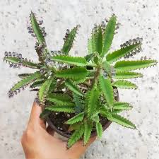 Mother Of Thousands Kalanchoe Mother Of Thousands Plant Succulent Box Healthy Plants