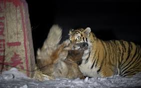 It weighed up to 300 kg (660 lb). The Wild Siberian Tiger Flies At The Big Yellow Dog What Will Happen To It What Will Happen To A Polar Bear Inews