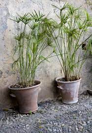 Maybe you would like to learn more about one of these? Zyperngras Pflege Tipps Standort Dungen Vermehren Krankheiten
