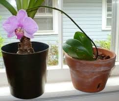 Proper watering consists of two separate components; Caring For Phalaenopsis Orchids An Absolute Beginner S Guide Dengarden