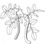 Image result for Bobgunnia madagascariensis