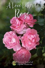 A Love Letter To Rose Chestnut School Of Herbal Medicine Herbal Medicine Herbalism Rose