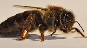 Image result for Queen bee