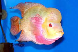 Selecting A Beautiful Flower Horn Fish Pet Fish Fish Cichlids