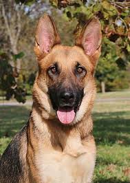 Please select a campus below for instructions on how to adopt. Nashville Tn German Shepherd Dog Meet Lina A Pet For Adoption