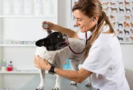 The vca hospital i am complaining against is located in a state in the southwestern united states, and that is the only location information i wish to disclose. Best Food For French Bulldogs Top Picks Reviews Animal Hospital Pet Care Veterinary Services
