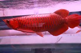 Pin Di Http Nguyenfishesmaison Ml