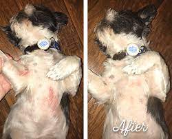 How To Naturally Treat Dog Rash