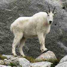 Overwatch leagueподлинная учетная запись @overwatchleague. Mountain Goat Wikipedia