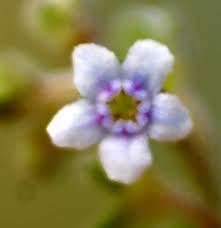 Image result for Cynoglossum lanceolatum