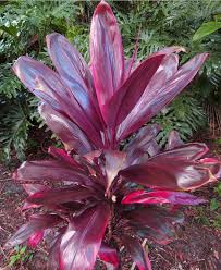 Full sun to part shade. Harry P Leu Gardens On Twitter Red Bull Is A Large Cultivar Of Ti Plant Cordyline Fruticose That Grows Well In Full Sun Or Bright Shade It Can Grow 5 7 Ft Tall