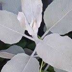 Image result for Solanecio cydoniifolius