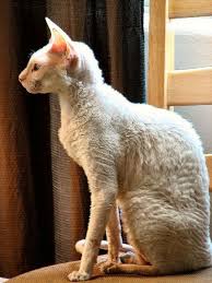 8 Unique Curly Haired Cat Breeds That Suitable For Family S Pet Cat Breeds Rex Cat Cornish Rex Cat