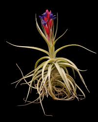 Image result for Aeranthes africana