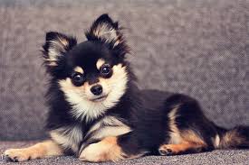 Learn 3 reasons vets warn against adopting a chihuahua husky mix. Pomeranian Chihuahua Mix Lernen Sie Den Entzuckenden Pomchi Kennen Meine Hundenamen