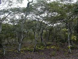 Image result for Monotes glaber