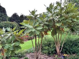 Image result for Bocconia arborea