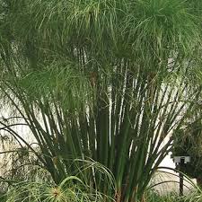 Image result for Cyperus dives