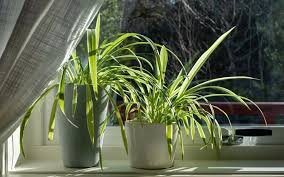 Image result for Chlorophytum