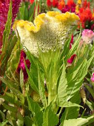 Image result for Celosia elegantissima