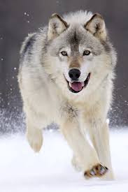Canid Animals Wild Animals Beautiful Wolf Running