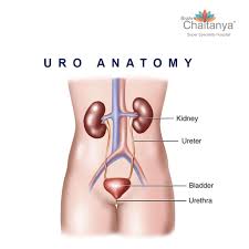 There Are Two Kidneys Right And Left They Are Present In The Flank Near Backbone Spine They Have Rich Blood Supply Kidneys Filter The Blood To Remove Toxins From