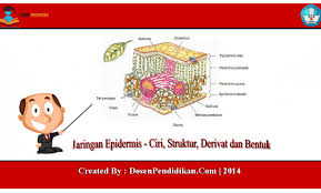 Jaringan Epidermis Ciri Struktur Contoh Derivat Bentuk