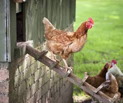 For some, it's no longer just a fantasy. 23 Best Chicken Coop Kits For Sale Cool Backyard Chicken Coops To Buy