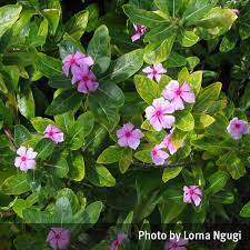 Periwinkle Pink Or White Catharanthus Roseus Queensland Poisons Information Centre