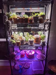 We did not find results for: New Led Grow Lights Overwintering Setup Just Need To Order A Few More Lights As Soon As They Re Back In Stock I Was Nervous About Setting Something Like This Up But Now