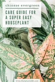 They are striking in appearance and easy to grow. Chinese Evergreen Houseplant Care Guide That Planty Life