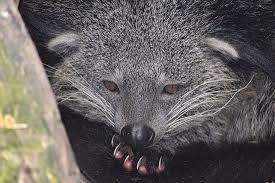 Een wilde wasbeer zorgt al een paar dagen voor flink wat onrust in maastricht. Wasbeer Picture Of Dierenrijk Nuenen Tripadvisor