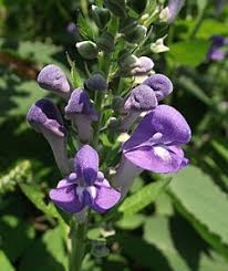 Image result for Scutellaria schweinfurthii