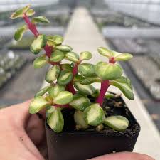 Image result for Portulaca centrali-africana