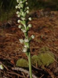 Image result for Triceratorhynchus viridiflorus