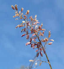 Image result for Eragrostis homblei