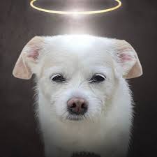 BEST of Spring Valley, NY Pet Stores