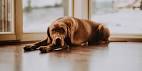 Hound - Wikipedia