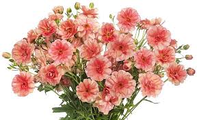 Image result for Ranunculus raeae
