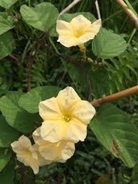 Check spelling or type a new query. Bunga Liar Yang Tetap Cantik Rumpai Beautiful Wild Flowers Rumpai Bilingual Steemkr