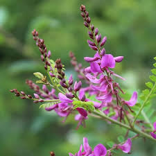 Image result for Indigofera paniculata