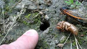 It's pretty natural for people to take a look at the radar first thing in the morning, to check on that morning commute, but for millions. Brood X Cicadas Citizen Science Can Help Track Insects Across Indiana